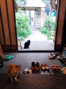 ゆうど,目白,猫